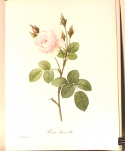 Zauber der Rose 14/24
